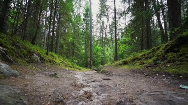 Pov Beim Spazierengehen Durch Wald Steadicam Aufnahme Zeitlupenaufnahmen — Stockvideo