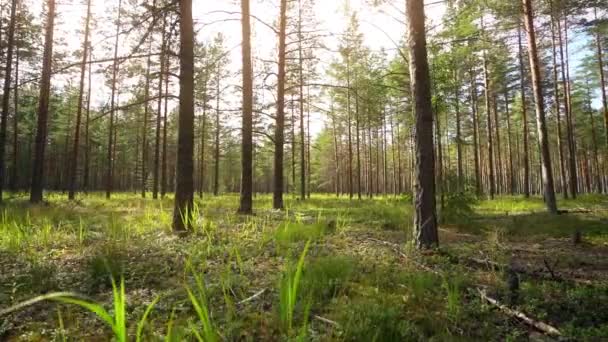 Een Krijgsgevangene Wandelen Door Het Bos Constante Camera Opname Slow — Stockvideo