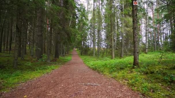 Een Krijgsgevangene Wandelen Door Het Bos Steadicam Neergeschoten Slow Motion — Stockvideo