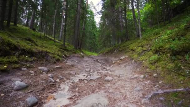 Een Krijgsgevangene Wandelen Door Het Bos Steadicam Neergeschoten Slow Motion — Stockvideo