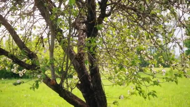 Bellissimi Fiori Fioriti Albero Sakura Nel Verde Giardino Estivo Riprese — Video Stock