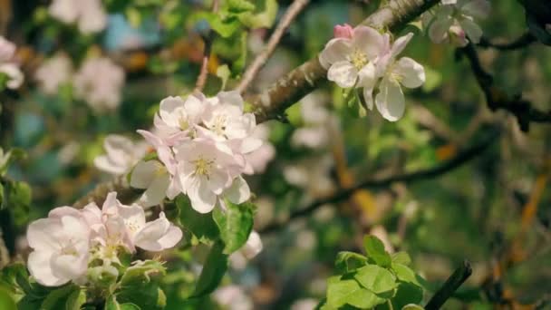 Красиві Квіти Дереві Сакури Зеленому Літньому Саду Повільні Кадри Руху — стокове відео