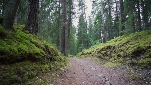 Pov Caminando Por Bosque Steadicam Disparó Imágenes Cámara Lenta — Vídeos de Stock