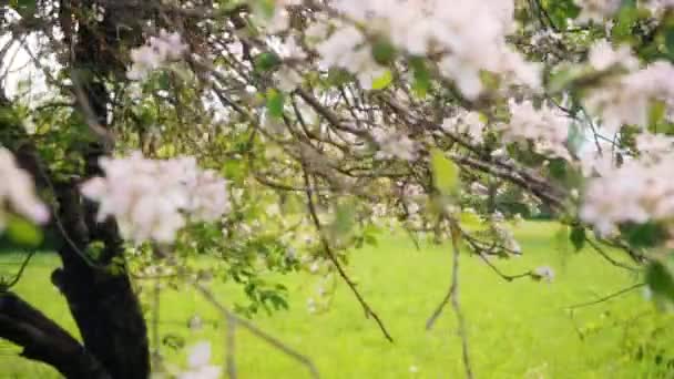 Krásné Kvetoucí Květiny Sakura Stromu Zelené Letní Zahradě Zpomalené Záběry — Stock video