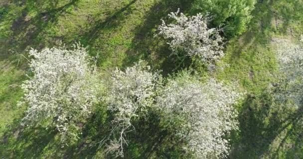 Drönare Utsikt Över Grön Trädgård Med Blommande Sakuraträd — Stockvideo