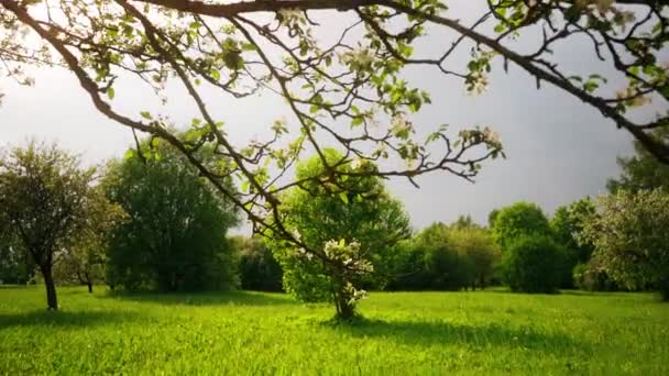 Krásné Kvetoucí Květiny Sakura Stromu Zelené Letní Zahradě Zpomalené Záběry — Stock video