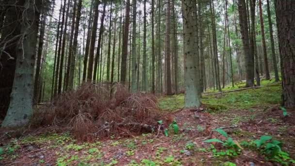 Pov Spaziergang Durch Den Wald Steadicam Video Zeitlupenaufnahmen — Stockvideo