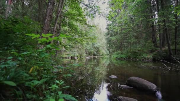 Point Vue Promenade Dans Forêt Vidéo Steadicam Images Ralenti — Video