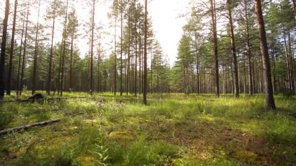 Födelsedatum Går Genom Skogen Stadig Kamerabild Slow Motion Film — Stockvideo