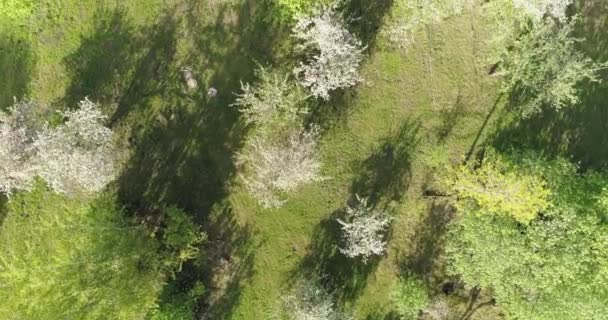 Çiçek Açan Sakura Ağaçlarıyla Yeşil Bahçenin Drone Görüntüsü — Stok video