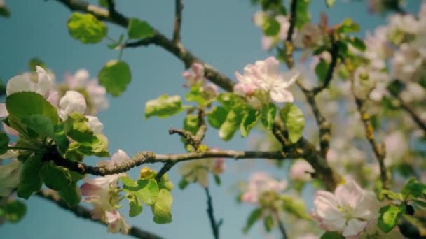 Mooie Bloeiende Bloemen Sakura Boom Groene Zomertuin Slow Motion Beelden — Stockvideo