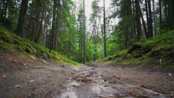 Een Krijgsgevangene Wandelen Door Het Bos Steadicam Neergeschoten Slow Motion — Stockvideo