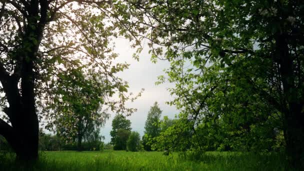 Krásné Kvetoucí Květiny Sakura Stromu Zelené Letní Zahradě Zpomalené Záběry — Stock video