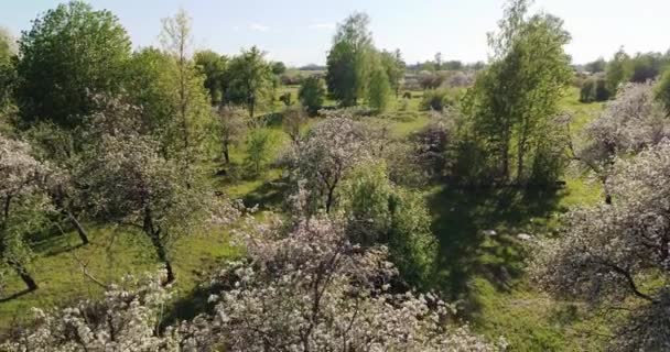 Drone Uitzicht Groene Tuin Met Bloeiende Sakura Bomen — Stockvideo