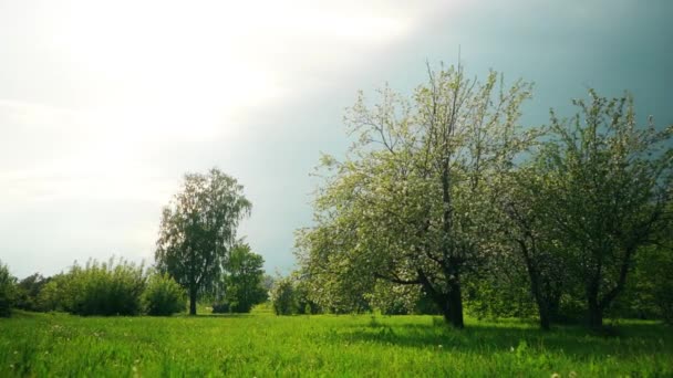 Lindas Flores Florescentes Árvore Sakura Jardim Verão Verde Imagens Câmera — Vídeo de Stock