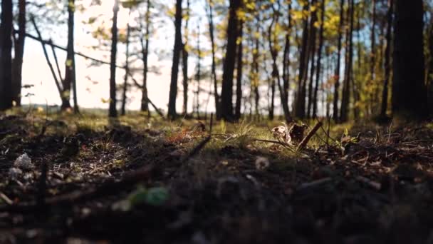 Câmera Voando Pelos Galhos Pôr Sol Natureza Verão Movimento Lento — Vídeo de Stock