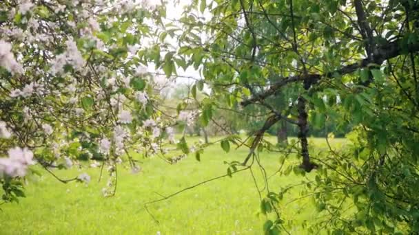 Krásné Kvetoucí Květiny Sakura Stromu Zelené Letní Zahradě Zpomalené Záběry — Stock video