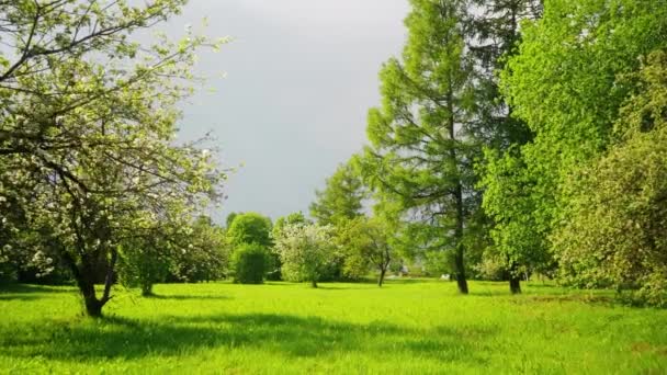 Lindas Flores Florescentes Árvore Sakura Jardim Verão Verde Imagens Câmera — Vídeo de Stock