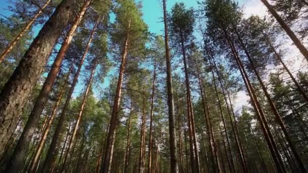 Een Krijgsgevangene Wandelen Door Het Bos Constante Camera Opname Slow — Stockvideo