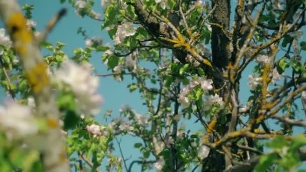 Όμορφα Ανθισμένα Λουλούδια Στο Δέντρο Sakura Στον Καταπράσινο Καλοκαιρινό Κήπο — Αρχείο Βίντεο