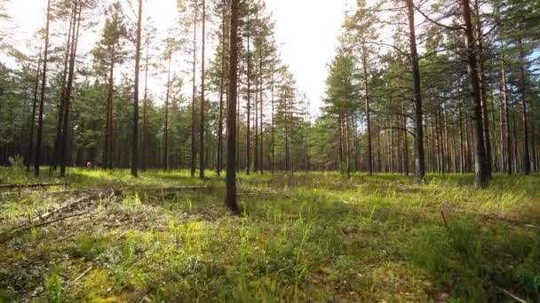 Pov Spaziergang Durch Den Wald Stetige Kameraeinstellungen Zeitlupenaufnahmen — Stockvideo