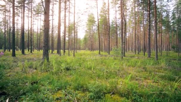 Een Krijgsgevangene Wandelen Door Het Bos Constante Camera Opname Slow — Stockvideo