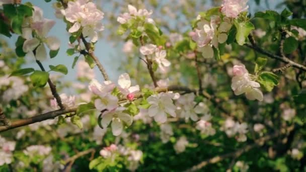 Bellissimi Fiori Fioriti Albero Sakura Nel Verde Giardino Estivo Riprese — Video Stock