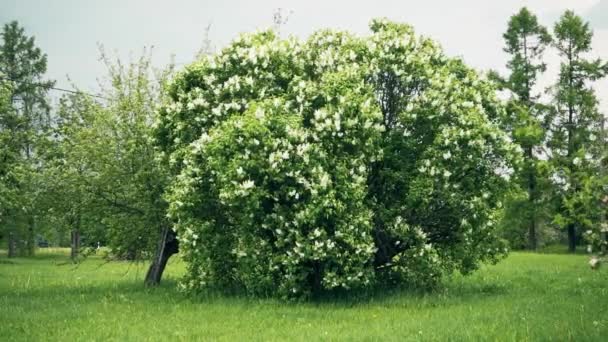 Lindas Flores Florescentes Jardim Verão Verde Imagens Câmera Lenta — Vídeo de Stock