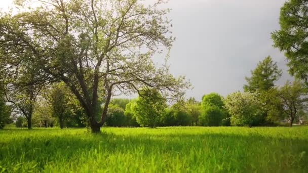 Цветы Дереве Зеленом Летнем Саду Замедленная Съемка — стоковое видео