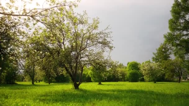 Hermosas Flores Flor Árbol Sakura Verde Jardín Verano Imágenes Cámara — Vídeo de stock