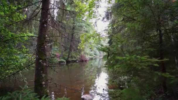 Pov Caminando Por Bosque Steadicam Video Imágenes Cámara Lenta — Vídeo de stock