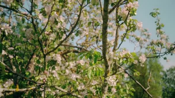 Beautiful Blossoming Flowers Sakura Tree Green Summer Garden Slow Motion — Stock Video