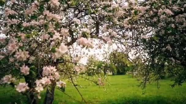 Beautiful Blossoming Flowers Sakura Tree Green Summer Garden Slow Motion — Stock Video