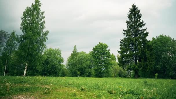 Krásné Kvetoucí Květiny Zelené Letní Zahradě Zpomalené Záběry — Stock video