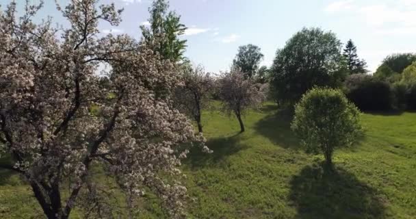 Вид Сад Безпілотника Квітучими Сакурами — стокове відео