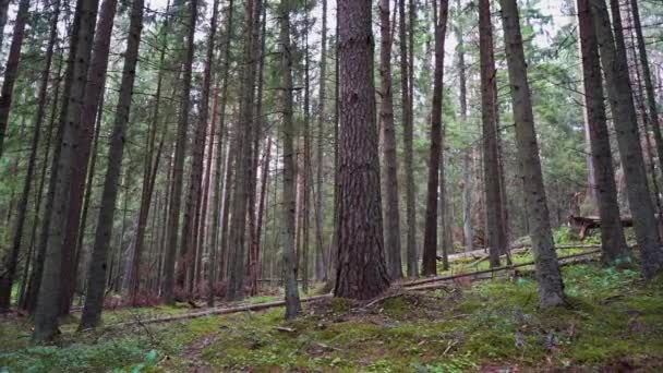 Een Krijgsgevangene Wandelen Door Het Bos Steadicam Video Slow Motion — Stockvideo