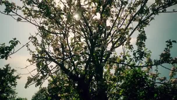 Bellissimi Fiori Fioriti Albero Sakura Nel Verde Giardino Estivo Riprese — Video Stock