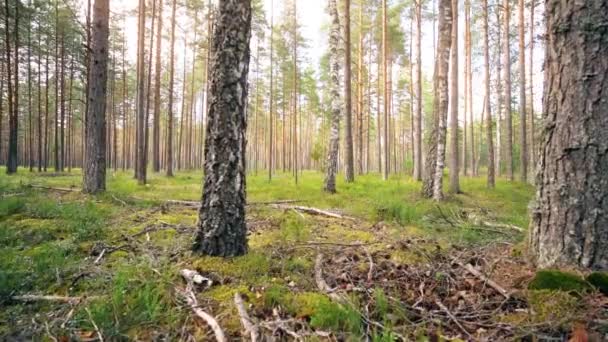 Een Krijgsgevangene Wandelen Door Het Bos Constante Camera Opname Slow — Stockvideo