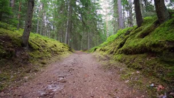 Pov Caminando Por Bosque Steadicam Disparó Imágenes Cámara Lenta — Vídeo de stock