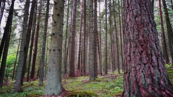 Een Krijgsgevangene Wandelen Door Het Bos Steadicam Video Slow Motion — Stockvideo