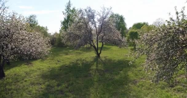 Drone View Green Garden Blossoming Sakura Trees — Stock Video