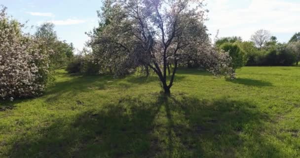 Drone Uitzicht Groene Tuin Met Bloeiende Sakura Bomen — Stockvideo