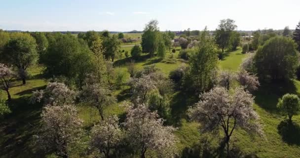 Drone View Green Garden Blossoming Sakura Trees — Stock Video