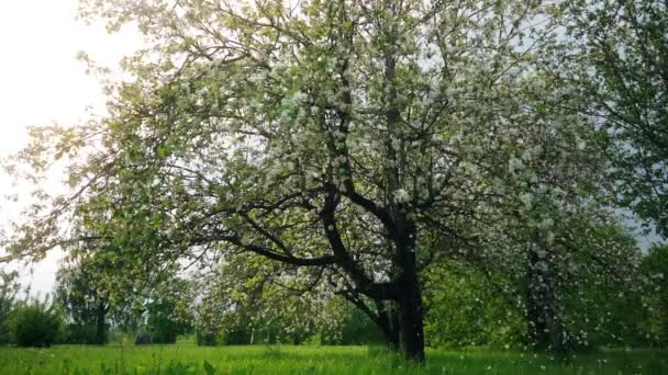 Красиві Квіти Дереві Сакури Зеленому Літньому Саду Повільні Кадри Руху — стокове відео