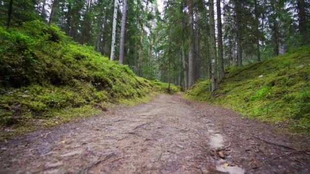 Pov Beim Spazierengehen Durch Wald Steadicam Aufnahme Zeitlupenaufnahmen — Stockvideo