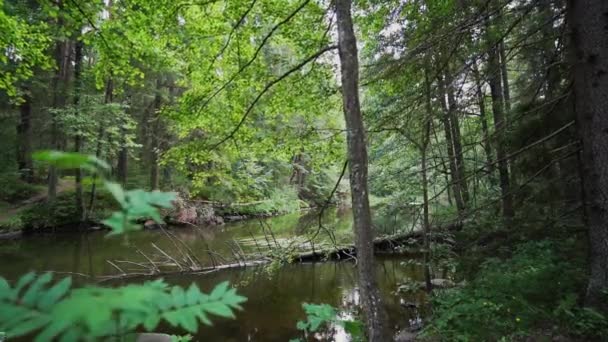 Födelsedatum Går Genom Skogen Steadicam Video Slow Motion Film — Stockvideo