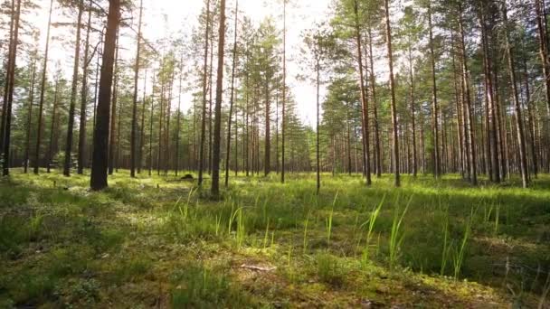 Een Krijgsgevangene Wandelen Door Het Bos Constante Camera Opname Slow — Stockvideo