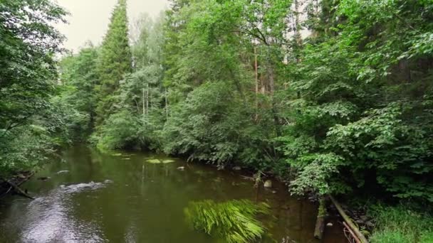 Pov Steadicam Video Går Gjennom Skogen Bilder Fra Sakte Film – stockvideo