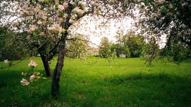 Piękne Kwitnące Kwiaty Drzewie Sakura Zielonym Ogrodzie Letnim Slow Motion — Wideo stockowe