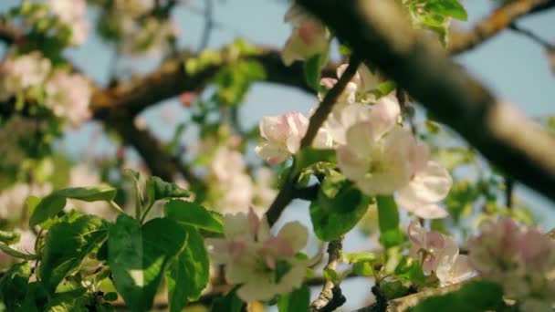 Bellissimi Fiori Fioriti Albero Sakura Nel Verde Giardino Estivo Riprese — Video Stock